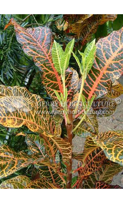 Codiaeum variegatum 'Gloriosum Superbum'